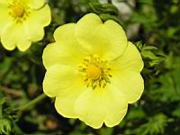 Potentilla Hookeriana (fam. Rosacees)(Am. du Nord)(04) (Photo F. Mrugala)